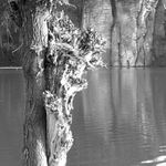 Vrba po Velikonocích...