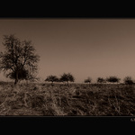 Dead orchard