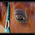 V očích koně ...