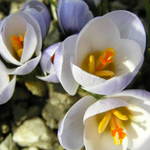 Jarný crocus