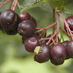 odpočinek na aronii