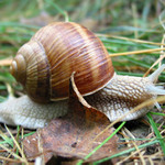 Na cestách a stále doma