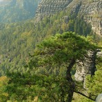 bonsaj u Pravčické brany