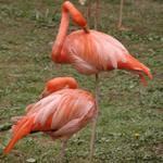 je jaro, oranžová letí:)