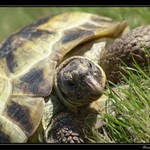 ...T52 typ Narinka....