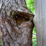 I stromy se líbají