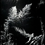 jaro ve starém lomu