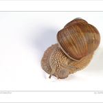 Malá ranní šnekoFka