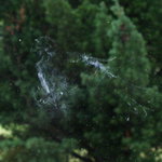 Autoportrét hrdličky...