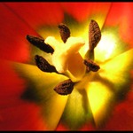 tulipán