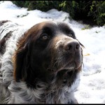 Německý křepelák