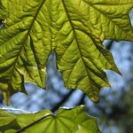 Zelené tajemno zrodu