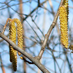 >Dobre rano vcielky!<