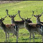 Čtyři mušketýři