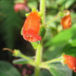 ze skleniku Fata Morgana