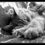 spící vějíř nevinnosti