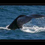 Vládkyně jižních moří