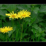 kytka (nejsem botanik)