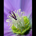 <b>- J  A  -  R O  -</b>