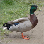 .:: Duck Duffy ::.