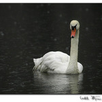 Labuť velká (Cygnus olor)