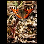 <b>Babočka kopřivová</b> - <i>Aglais urticae</i>