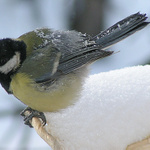 Těžký život ptáčků II.