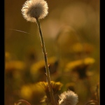 Jedna z mnoha . . .a spoutaná .