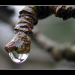 problémy s prostatou - kapka :-)