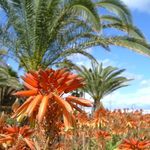 Kvet aloe vera - Lanzarote 2005