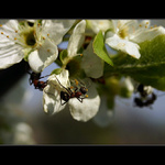 Jaro ve slatiňanské  "Třešňovce"