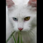 <b>Hříčka přírody</b>