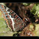 <b>při snídani...</b>