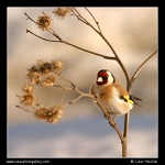 Čekání na jaro  :-)