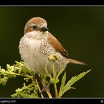 Mamka ťuhýková  :-)