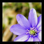 Jarní přivítání