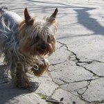 .. psí úsměvy II ...