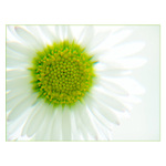 <u>***DEKOR***</U><B>