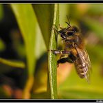 *** Druha jarní včelka ***