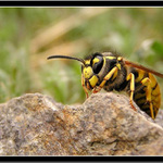 *** horolezkyně vosa Mařenka ***