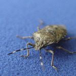 Chitin & Nylon