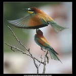 KOUKÁNÍ POD SUKNI-na rozloučenou...