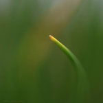 <b>CHIVES DREAM</b>