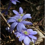 ...a opet jedna jarni