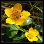 Caltha palustris