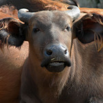 No a co? Jsem krávaafrická