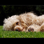 <B>.: siesta :.</B>