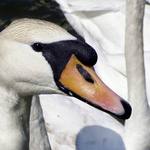 SWAN