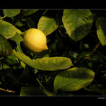 <B>.:Flora 2005--Citrón:.</B>