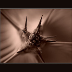 <B>Trnovka trochu jinak